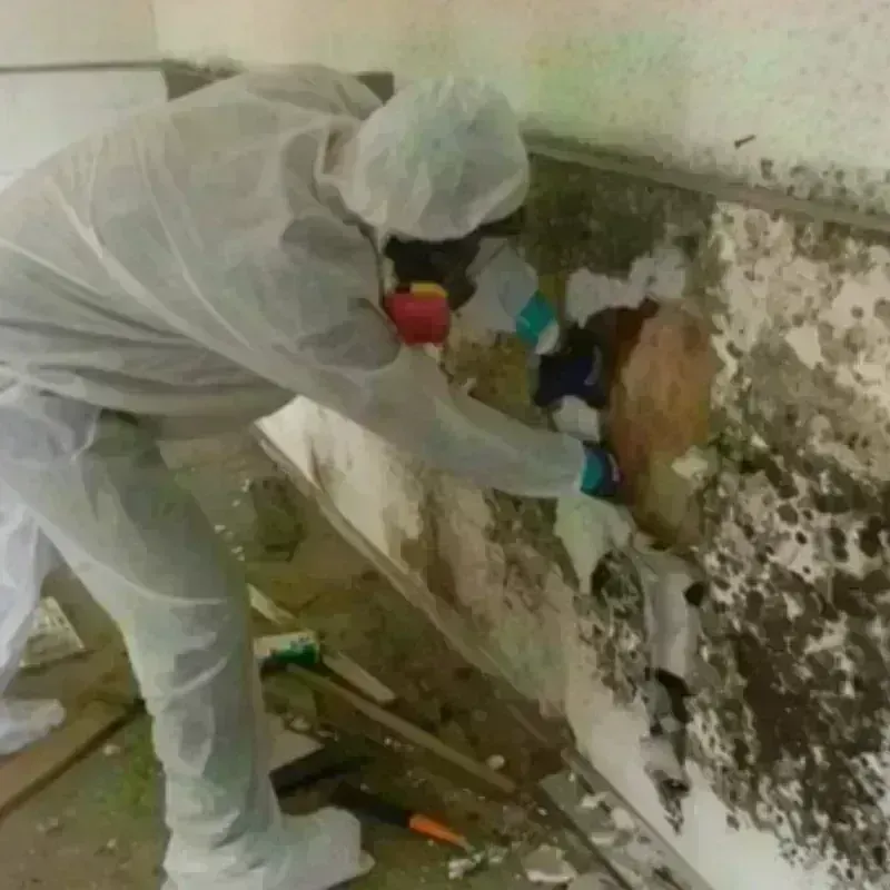 Mold Remediation and Removal in New Market, VA